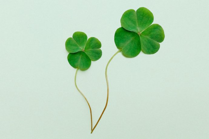 Symbole Irlandii - trójlistna koniczyna