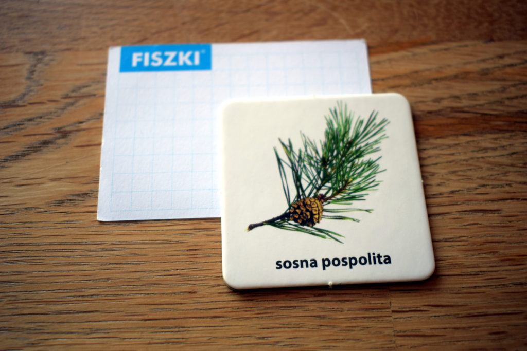 sosna po angielsku